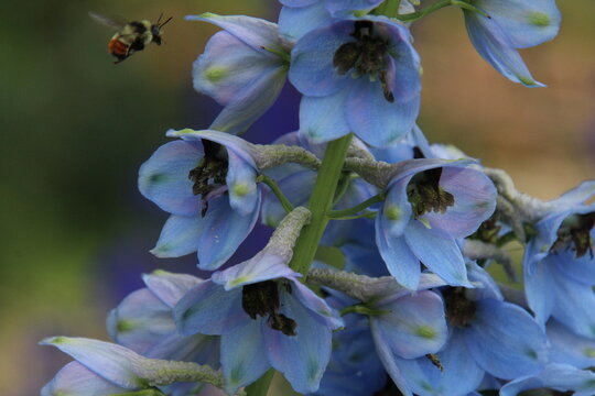 Bee's On The Flowers, Fort Edmonton Park, Edmonton, Alberta