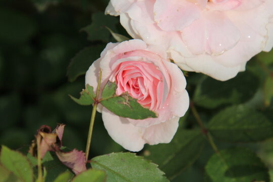 Rose in Bloom, Fort Edmonton Park, Edmonton, Alberta