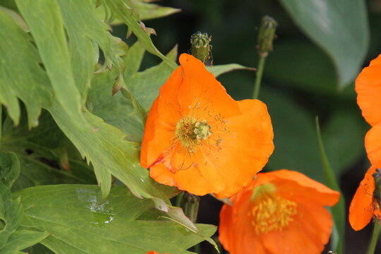 orange flower in the garden