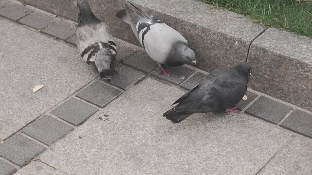 Urban Pigeons Foraging and Walking on City Sidewalk Pavement Next to Concrete Ledge Natural Wildlife Movement