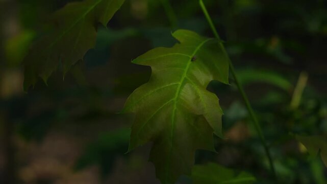 4K Close-up Lush Green Plant Leaves Natural Background Texture Detail Organic Growth Macro Botanical Footage
