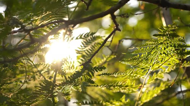 4K Lush Green Fern Leaves Swaying Gently in Sunlit Forest with Dappled Sunlight Rays