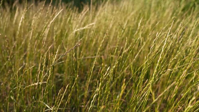 4K Dry Golden Grass Swaying in Gentle Breeze Sunlight Texture Organic Field Motion Natural Rural Backdrop