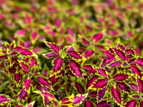 Vibrant pink and green miana coleus plants growing densely in the garden, featuring a beautiful colorful foliage background with soft bokeh.