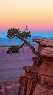 Stunning canyon landscape with a lonely gnarled pine tree growing on red rock cliffs at beautiful pastel sunset