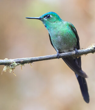 Long-tailed sylph (Aglaiocercus kingii) perched in the Andean region of Manu National Park, Peru. 