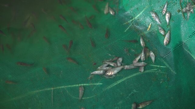 Dead Tilapia Fingerlings in Hatchery Net &ndash; Aquaculture Mortality Monitoring and Fish Health Management