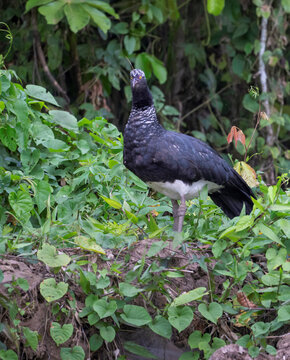 Horned screamer (Anhima cornuta) standing on a river bank in Manu National Park, Peru.
