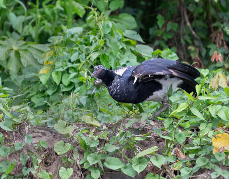 Horned screamer (Anhima cornuta) standing on a river bank in Manu National Park, Peru.