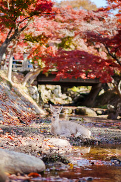 A cute deer during the autumn foliage at Nara Park in Japan