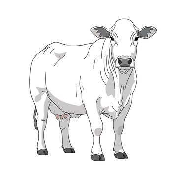 White Cow Standing Facing Forward, Farm Animal Illustration, Livestock