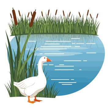 White Goose Standing by a Pond with Cattails and Reeds