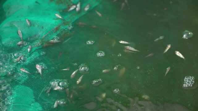 Dead Tilapia Fingerlings in Hatchery Net &ndash; Aquaculture Mortality Monitoring and Fish Health Management