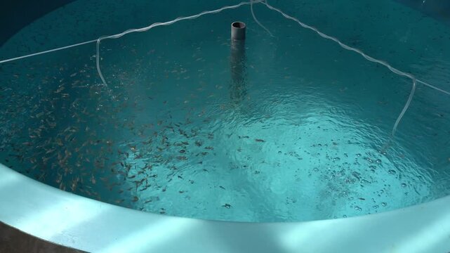 4K Tilapia Fingerlings in Recirculating Aquaculture System (RAS) Tank &ndash; Sustainable Hatchery and Modern Fish Farming Technology