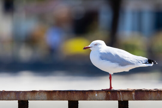 Silver Gull, Chroicocephalus novaehollandiae, Victoria Australia
Most common seagull at Australian beaches