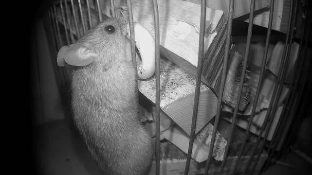 Yellow-necked mouse (Apodemus flavicollis) climbs a stacked firewood rack at night and sniffs but can't get the cookie placed as bait.