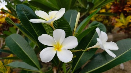 White frangipani flowers in the cemetery area. Also known as Kamboja, kemboja, semboja, plumeria. © Lia Khairun