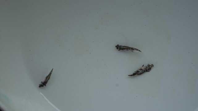 4K White Seabass Fingerling Cannibalism in Hatchery Tank &ndash; Fish Larvae Behavior and Aquaculture Survival Management