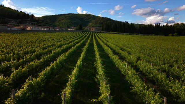 Symmetric rows of green grapevines grown for Amarone and Ripasso wine production in Valpolicella, Italy