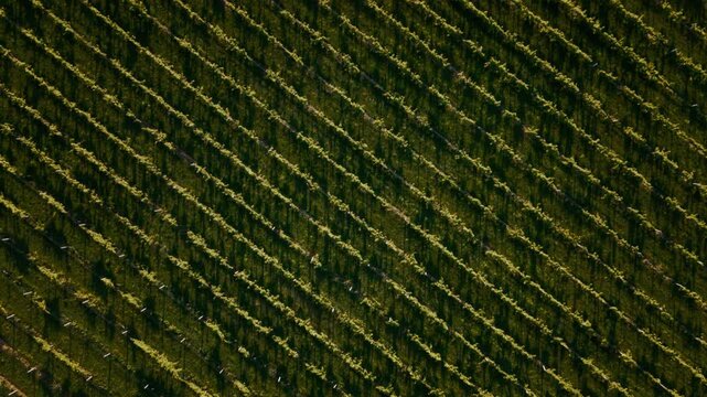 Parallel rows of grapevines in Sant&rsquo;Ambrogio di Valpolicella for traditional Italian wine production