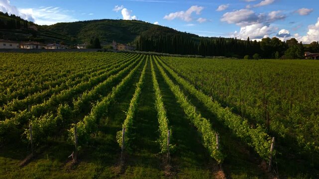 Rows of agricultural grapevines stretching across Valpolicella, Veneto. Ripasso and Amarone wine area