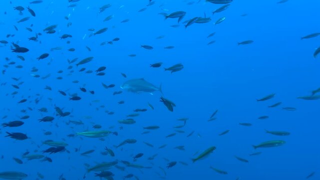 Underwater shot of passages of various small and large fish swimming and feeding around a coral reef. Seascape with a predatory large tuna circling around in an attempt to eat the smaller ones.
