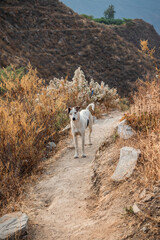 Fototapeta premium Loyal dog standing on a mountain trail inviting the next step forward