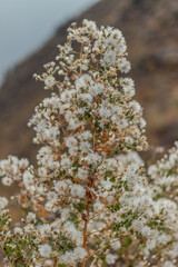 Fototapeta premium Wild white flowers blooming in the Peruvian Andes with soft natural bokeh
