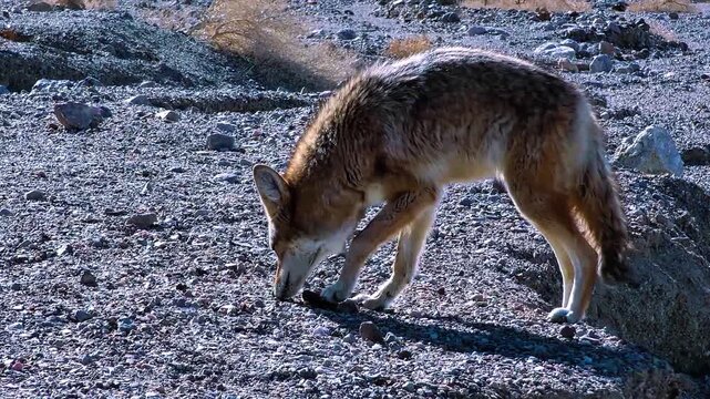 wolf in the wild
