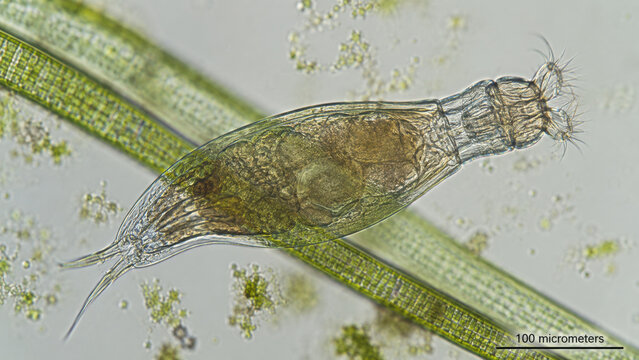 Rotifer organism clinging to freshwater algae filament, transparent beige body revealing internal organ structures, green algae strand background with suspended debris particles visible