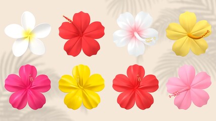 Obraz premium Colorful Summer flower element set