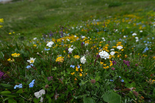field of daisies