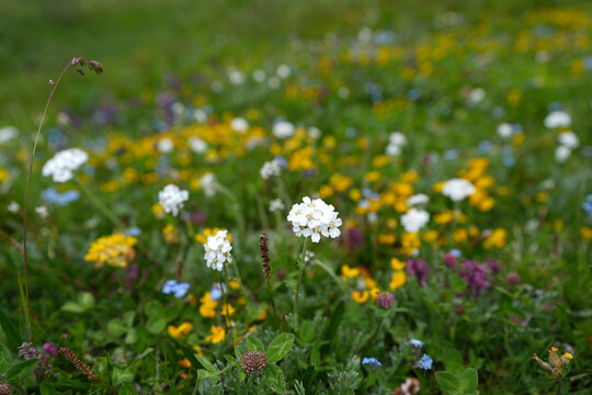 meadow with dandelions