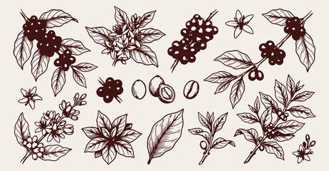 Coffee bean berry doodle background, caffeine break line art pattern, organic plant sketch illustration, hot drink seamless texture, barista tools icon set, cafeteria menu elements wallpaper, morning  © Geetaroy