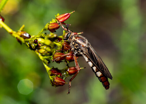 Northern Tyrant Robber Fly on Red Flower Buds, Asilidae Macro Photography Florida Wildlife