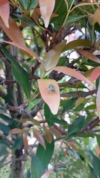 A close-up of a Musca domestica fly perched on a young, pinkish-red leaf of a Syzygium oleana plant, also known as Pucuk Merah.