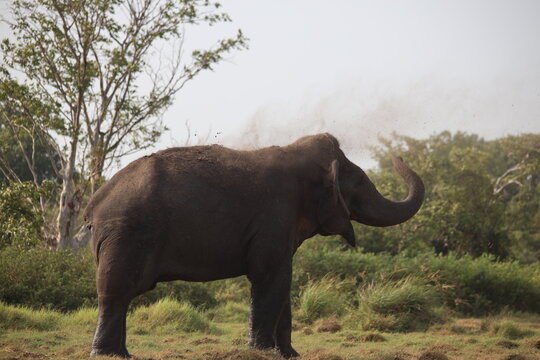 Elephant stands in a grassy savanna environment and uses its trunk to toss dust into the air as a natural behavior.