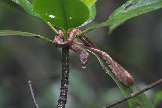 Reddish Brown Snake in a Tree Close Up