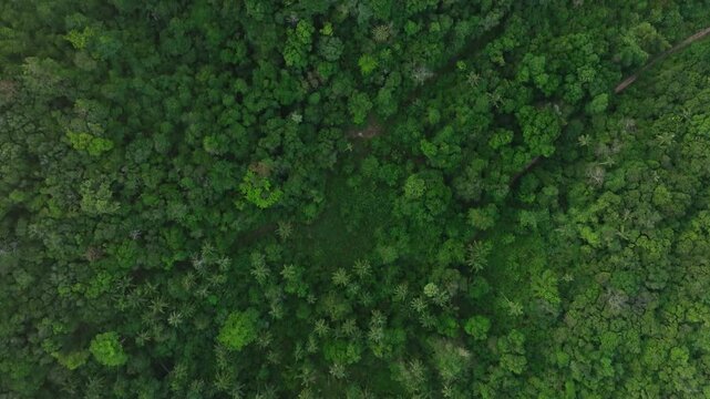 aerial view of fog and dark green forest Rich natural ecosystem, rainforest, natural forest conservation concept.	
