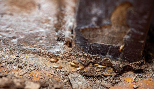 Close Up of Termites Feeding on Wood, Pest Infestation and Structural Damage Concept