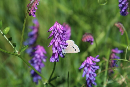 butterfly on flower