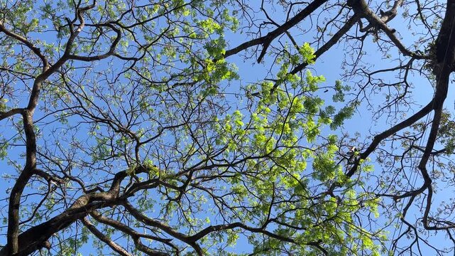 Low angle of brances from trees. clear blue sky. nature, natural. environment, environmental. day. above. bottom. up. branches, green leaves.