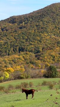 Fall. Horse grazes peacefully in lush green pasture surrounded by stunning autumn trees. Natural beauty concept. Colorful leaves create a serene environment highlighting natures transition.