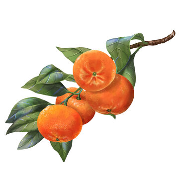 Hand drawn four Tangerines on the tree branch with leaves