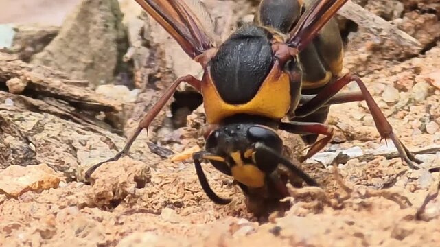 
Front view macro shot of a Potter Wasp (Phimenes flavopictus) collecting mud for nest building, 4K UHD

 