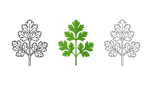 Fresh herb leaf vector icons set for culinary design