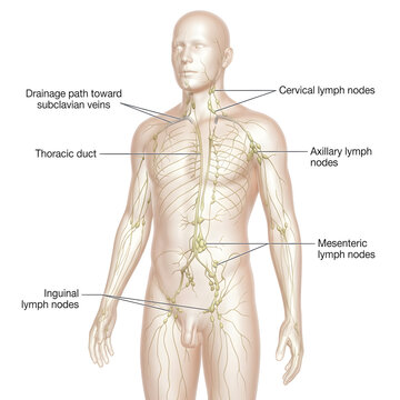Human lymphatic system anatomy diagram with nodes and vessels lymphatic cervical