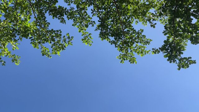 Clear blue sky with wispy white clouds. Green tree top frames the upper right. Sunlight glows softly through branches. Ideal for nature, travel, or calm mood imagery. copy space, empty, free, negative
