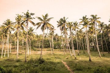 Tropical palm grove with natural green background, lush vegetation and peaceful outdoor atmosphere, creating relaxing scenery for travel concepts, nature projects, wellness themes and inspiring visual © Anton