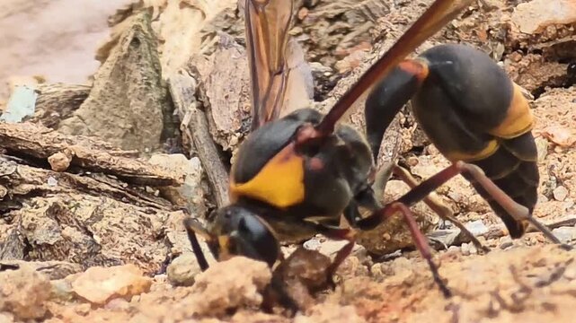 

"Side view macro shot of a Potter Wasp (Phimenes flavopictus) collecting mud for nest building, 4K UHD"
